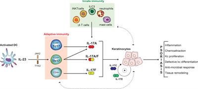 Frontiers | Revisiting The Interleukin 17 Family Of Cytokines In ...